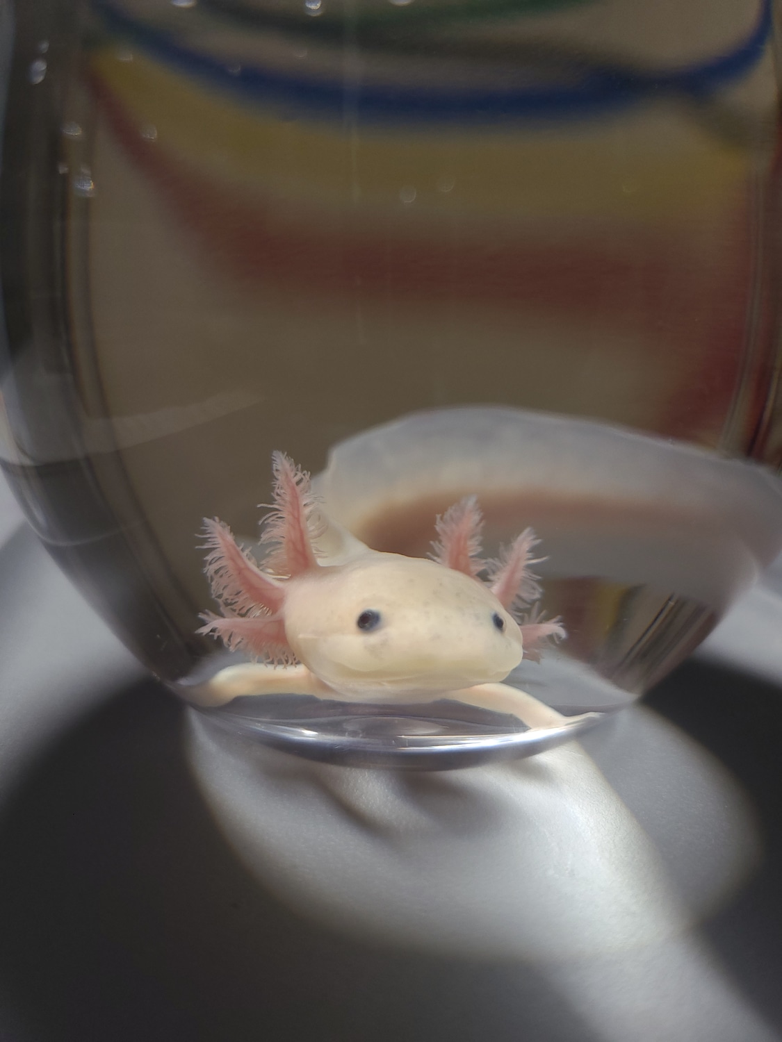6" Dirty Leucistic Lotls Axolotl by Boudreaux Psychotics Aquatics