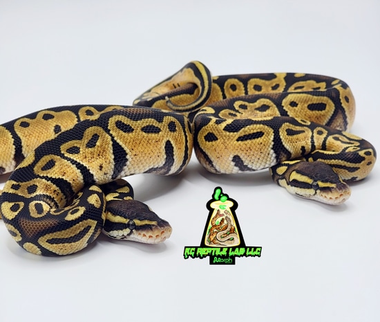 Pastel Monarch Ball Python 1.1 Pair Of Pastel Het Monarch Ball Python by KC Live Innovation