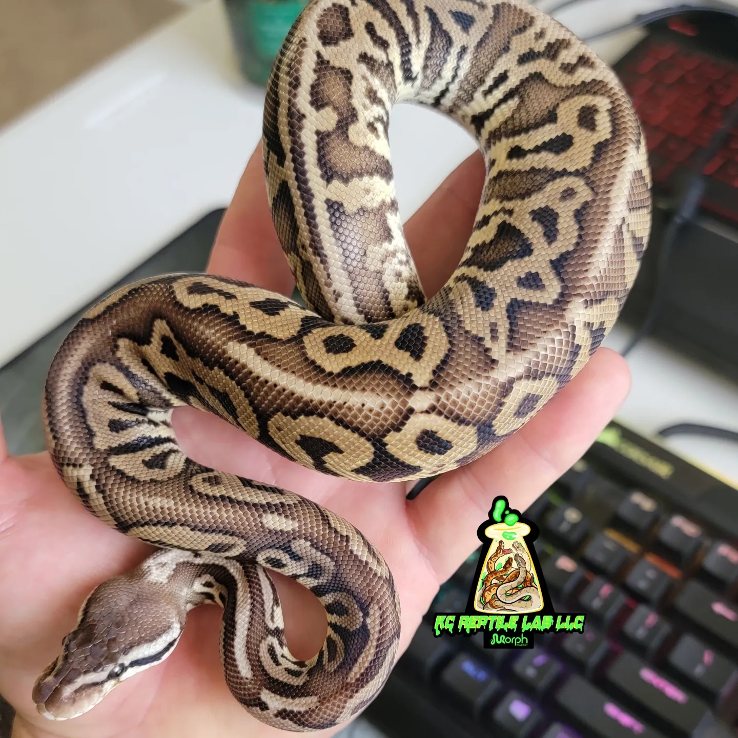 Furrow HRA Leopard Pastel Ball Python by KC Reptile Lab LLC - MorphMarket