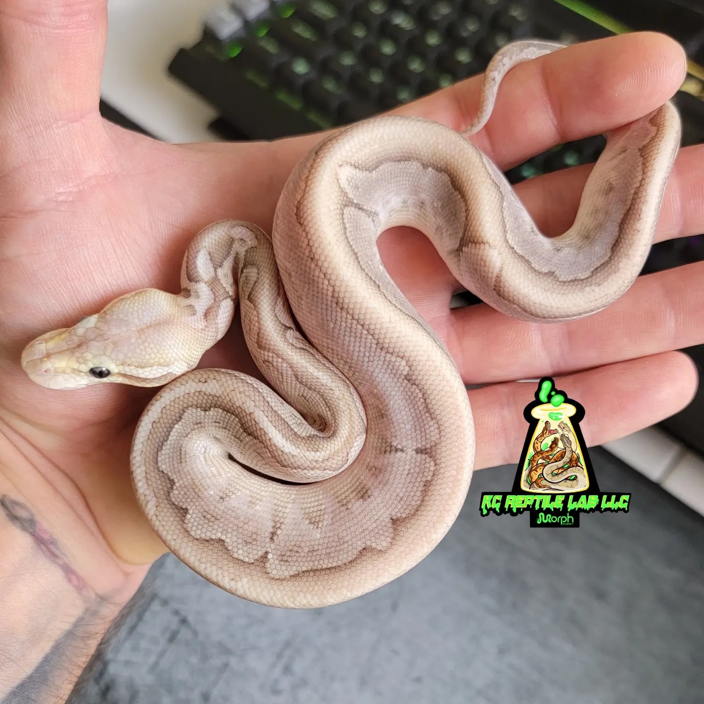 Furrow Bamboo HRA Pastel 🌎 1st Ball Python by KC Reptile Lab LLC ...