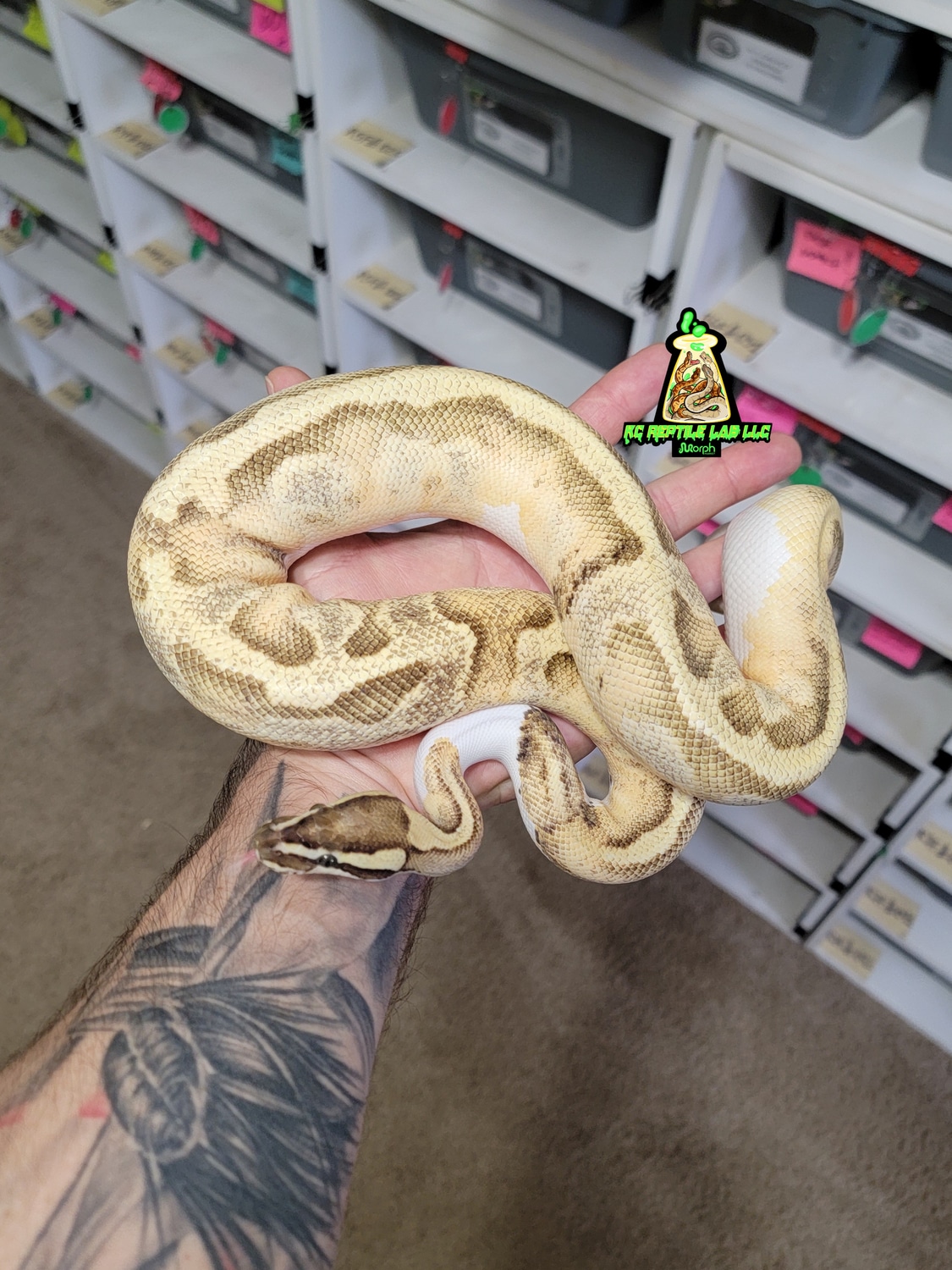 Fire Enchi Pied Ball Python by KC Reptile Lab LLC - MorphMarket