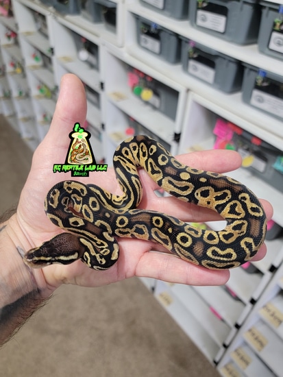 Pastel Monarch Ball Python Hurricane 🌀Pastel Het Monarch M1 Ball Python by KC Reptile Lab LLC
