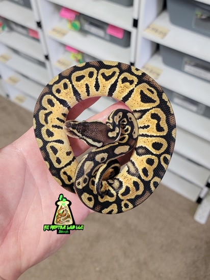 Pastel Monarch Ball Python Hurricane 🌀Pastel Het Monarch M2 Ball Python by KC Live Innovation