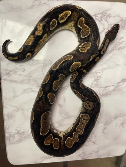 Blackhead Calico Yellowbelly Ball Python by Berryman’s Babies