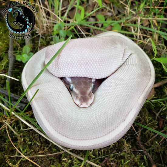 Mystic Potion Ball Python by Black Frost Exotics