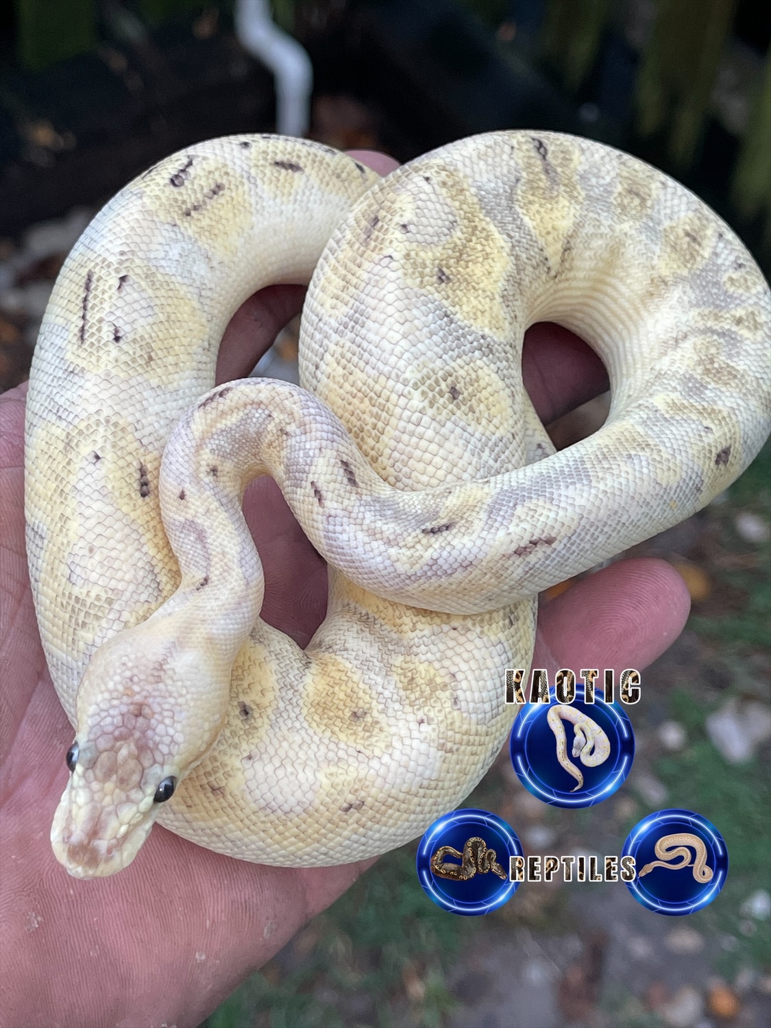 Pastel Enchi Champagne Het Hypo Ball Python by Kaotic Reptiles