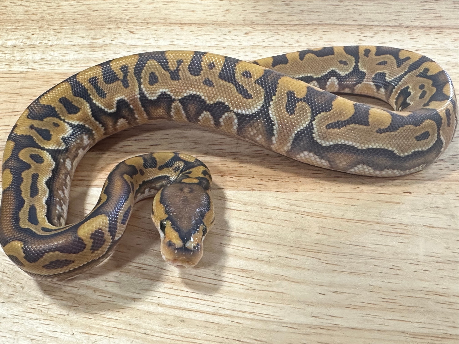 Hypo Puzzle Ball Python by Kaotic Reptiles - MorphMarket
