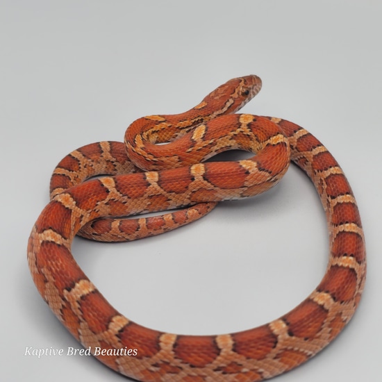 2024 Classic Het Palmetto, Pos Het Anery, Amel, Stripe Corn Snake by ...