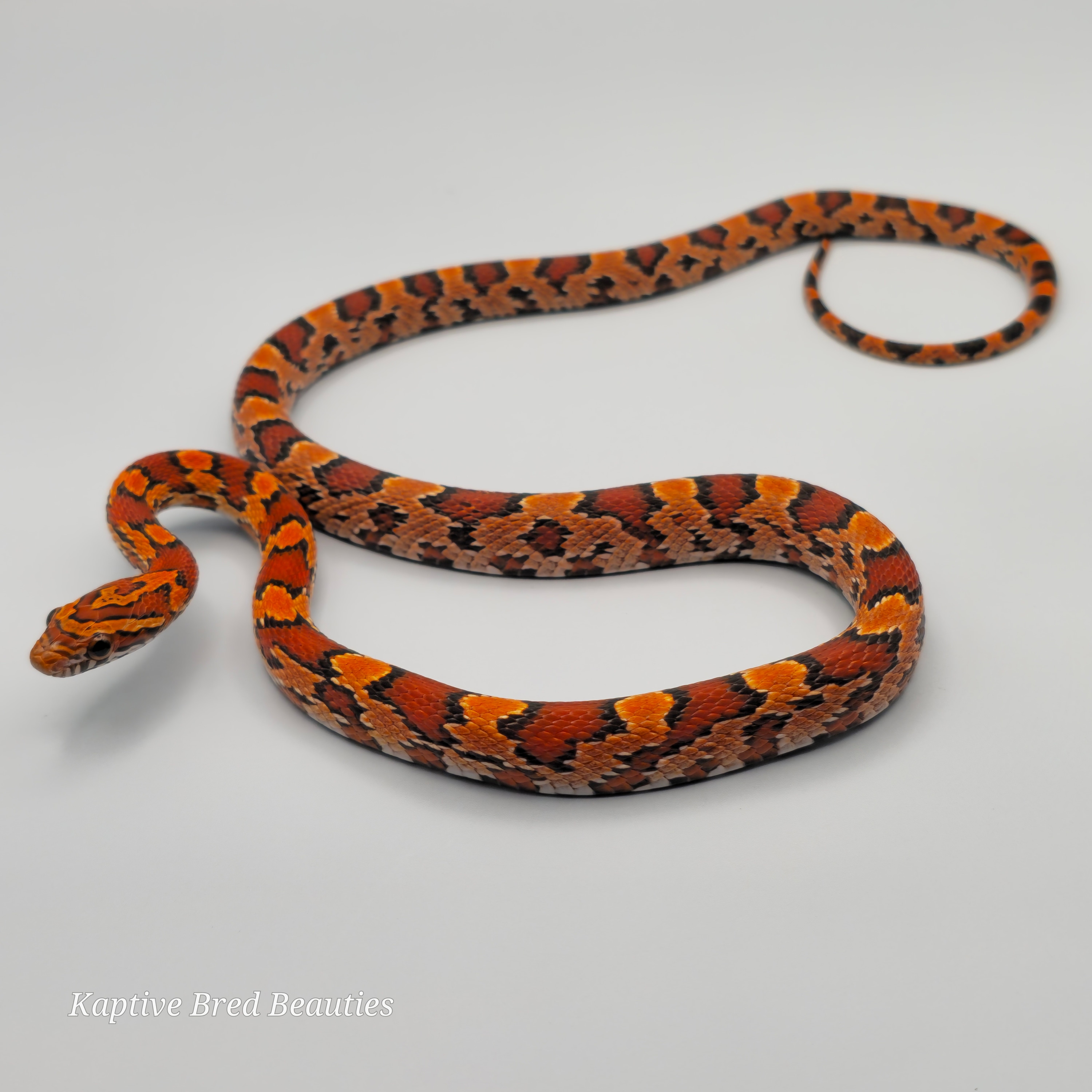 2024 Howie Sherman Line Okeetee 66%het Sunkissed Corn Snakes