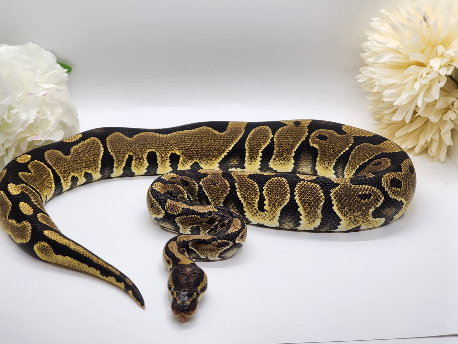 Yellow Belly Or Gravel Ball Python by Rare Spawn Reptiles MorphMarket