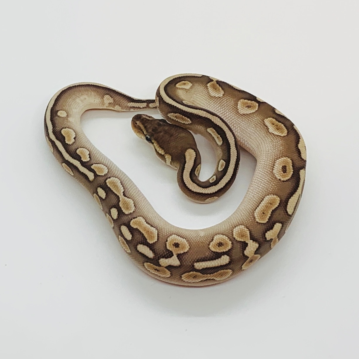 Lithium (Cinnamon Butter) Ball Python by Kaos Balls MorphMarket