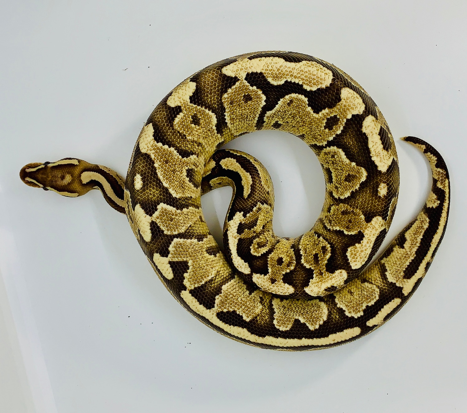Super Disco Ball Python by Kaos Balls MorphMarket