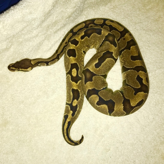Krg Ball Python Proven Krg Enchi 100% Het Piebald Ball Python by Kaos Balls