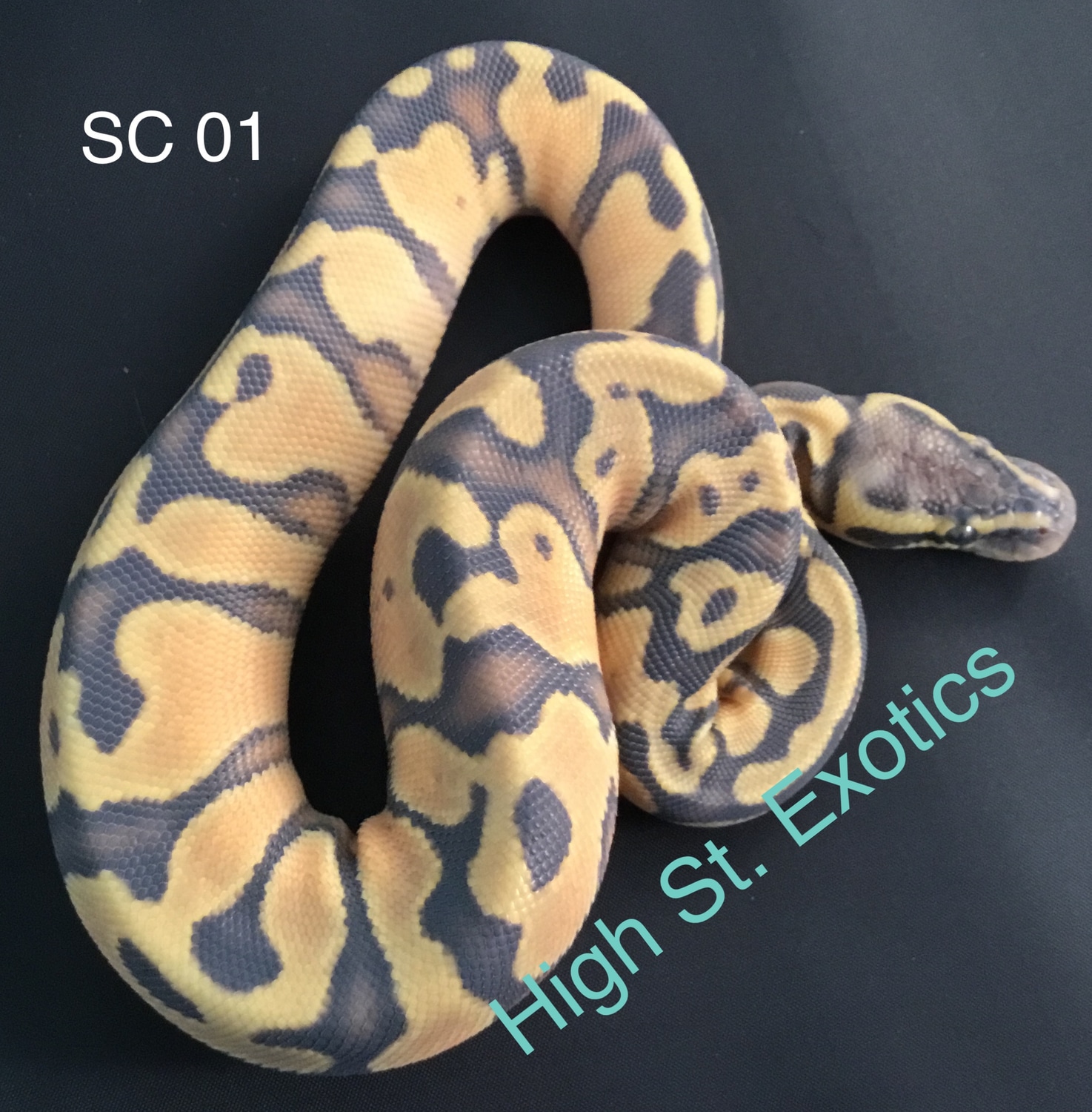 Hypo Enchi Pastel 66% Het Pied Ball Python by High St. Exotics ...