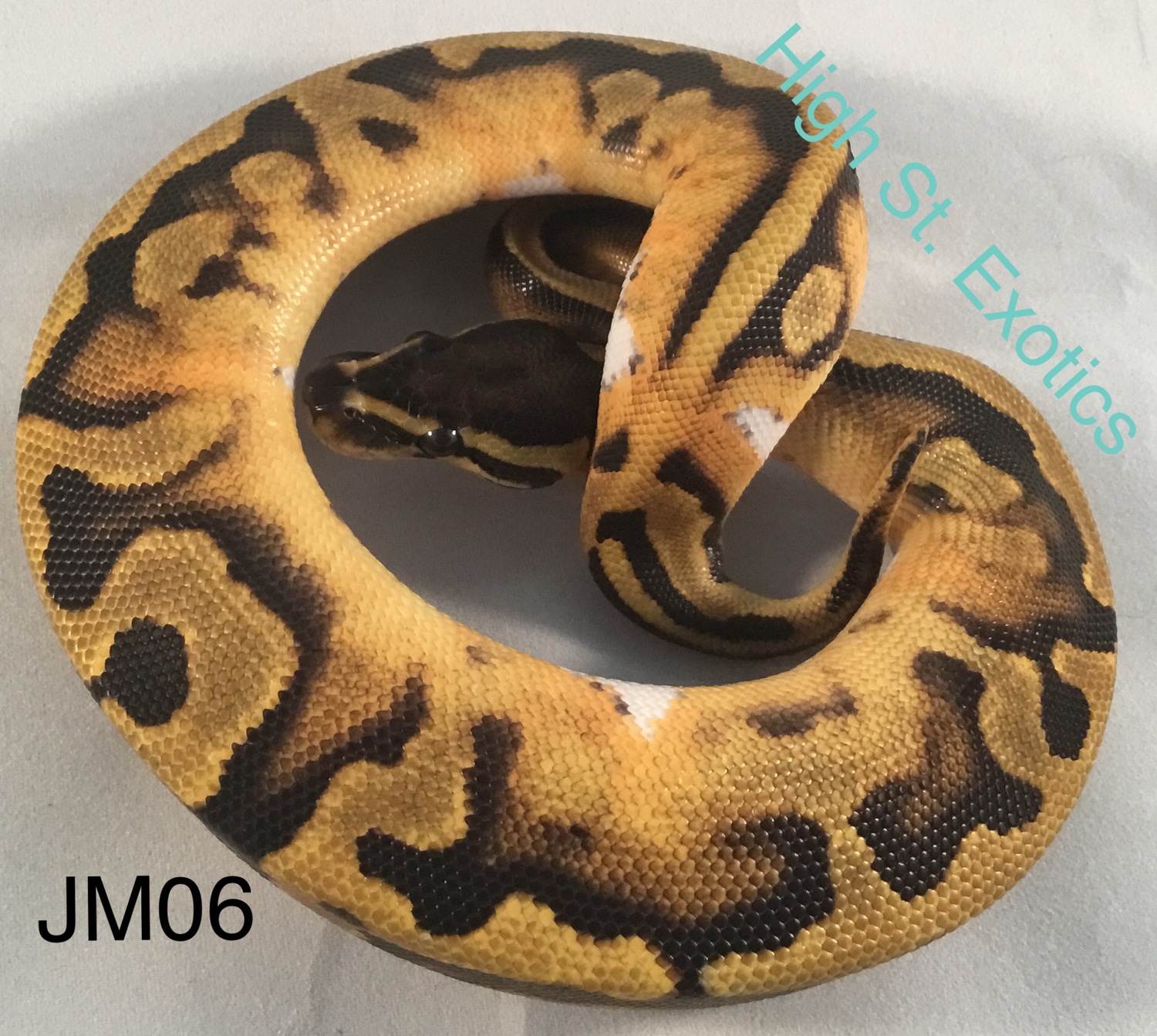 Pied Het Hypo (Holdback Release) Ball Python by High St. Exotics