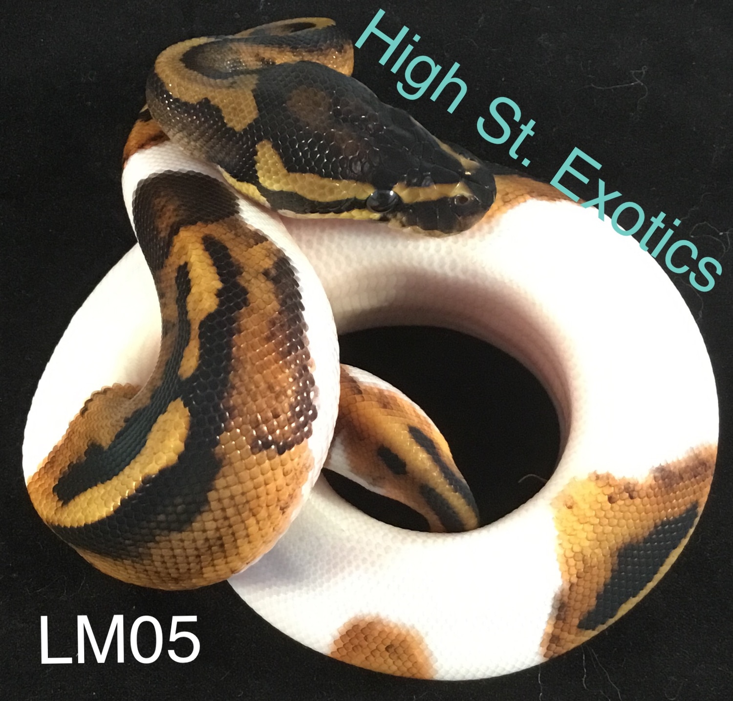 Pied Ball Python by High St. Exotics MorphMarket