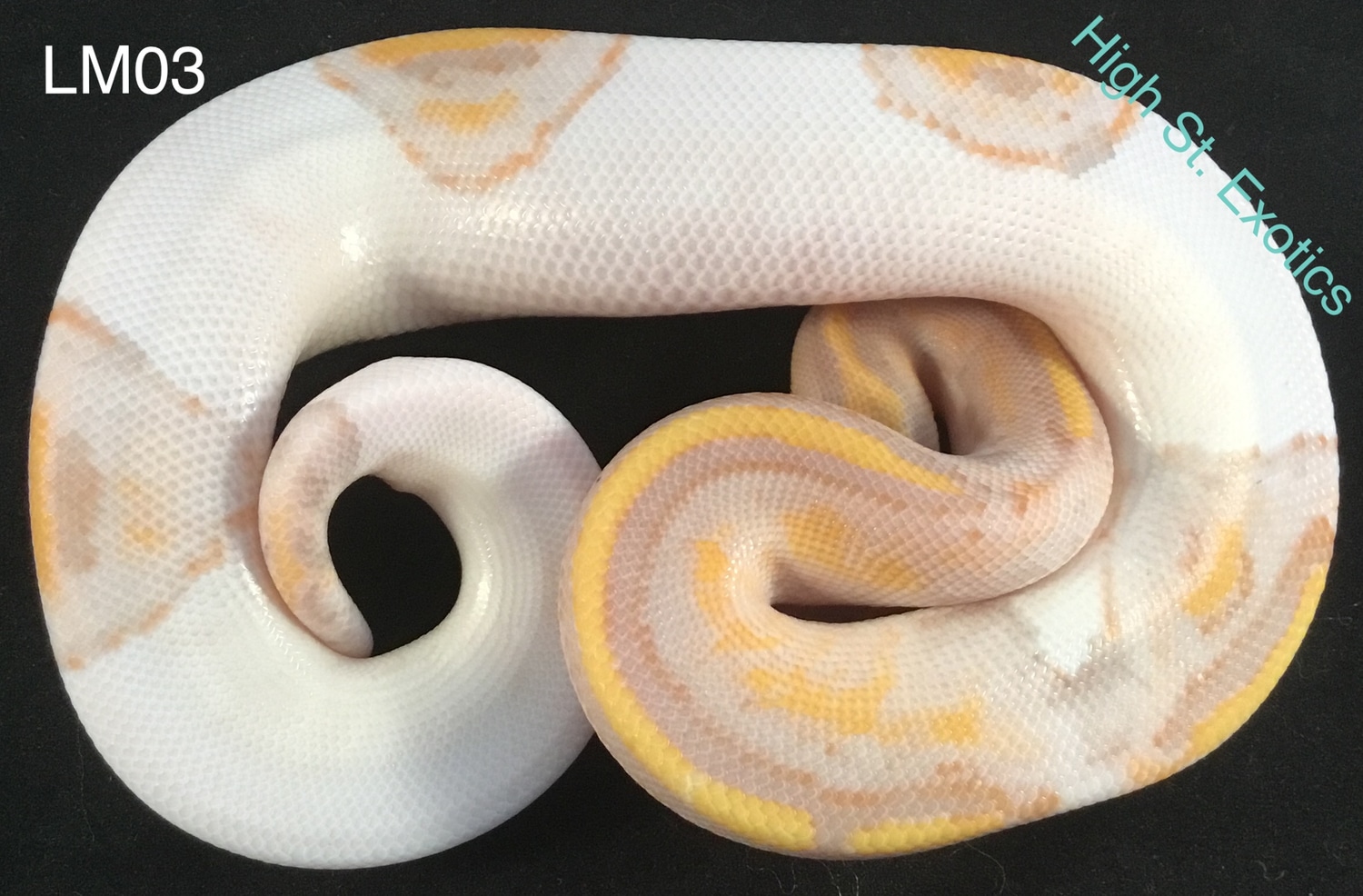 BCG Pied Ball Python by High St. Exotics MorphMarket