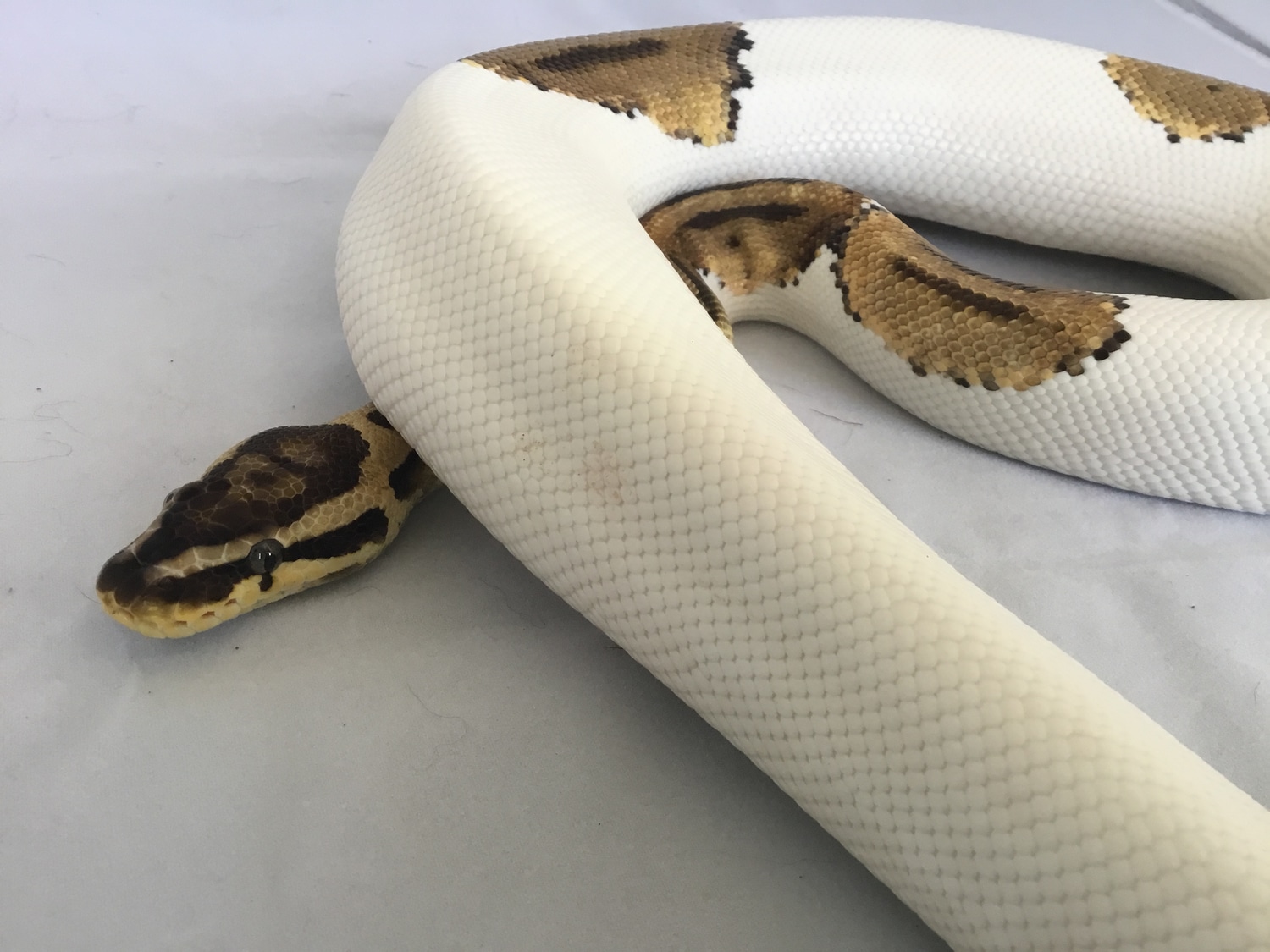 Pastel Pied Het Clown Proven Breeder Ball Python by High St. Exotics