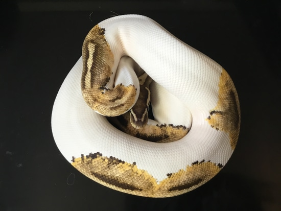 Fire Pied Het Hypo Ball Python by High St. Exotics