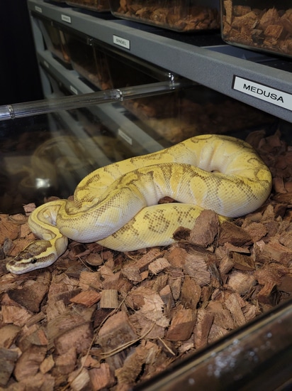 Enchi Lucifer Pastel OD Yb Lesser Ball Python by Karr Reptiles