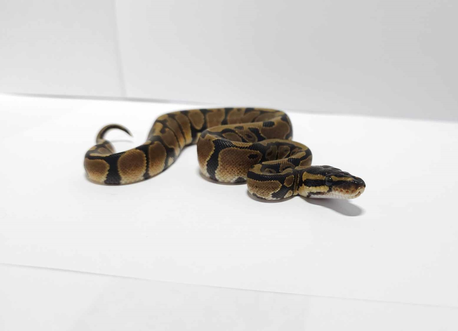 Normal Ball Python by Nightshade Exotics - MorphMarket