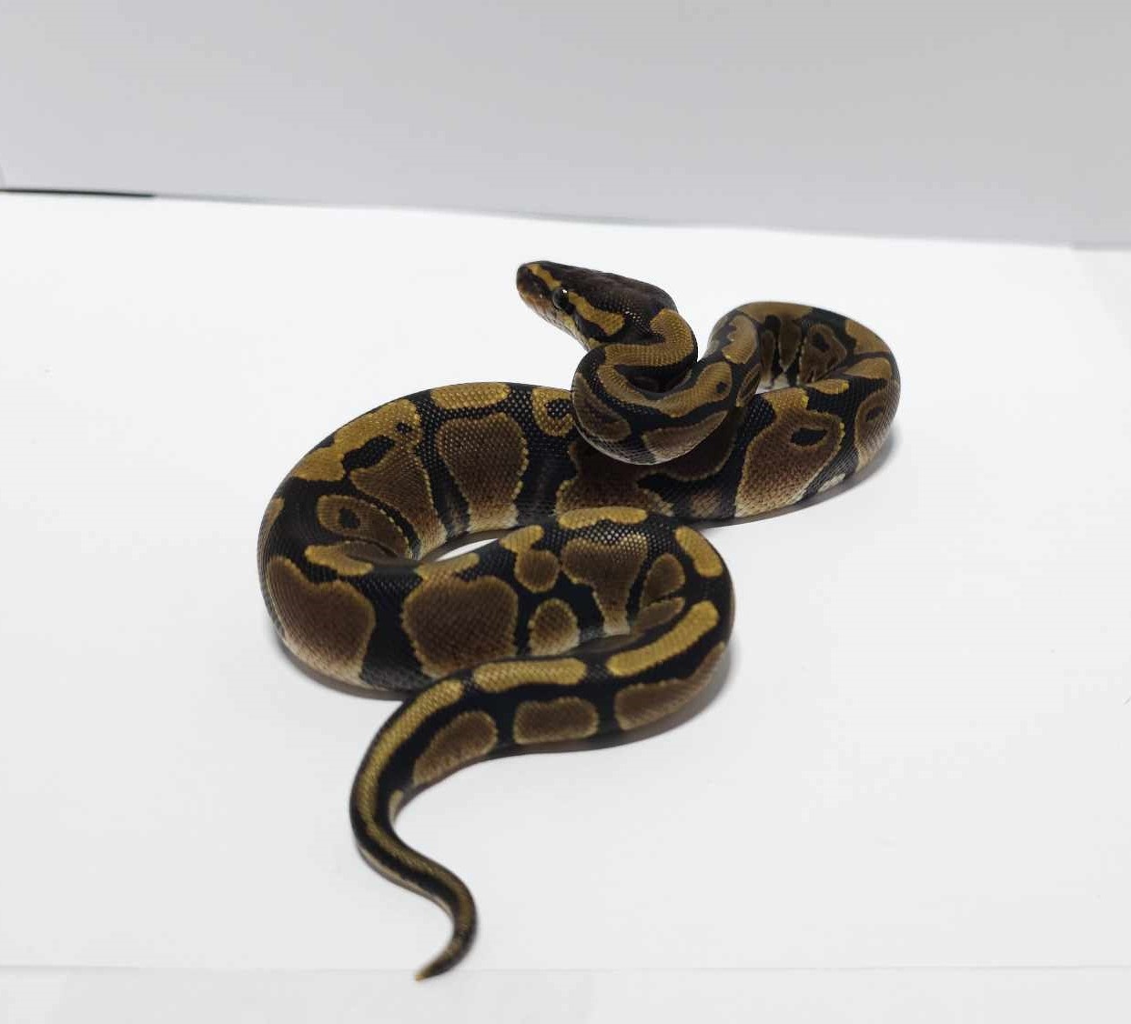 Normal Ball Python by Nightshade Exotics - MorphMarket