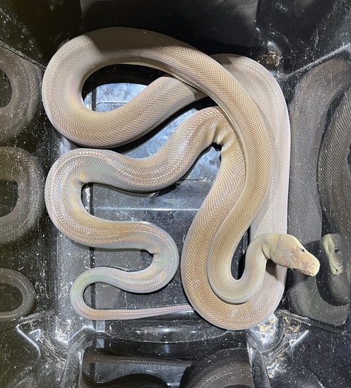 2019 Female Olive Python by Zion Hill Exotics