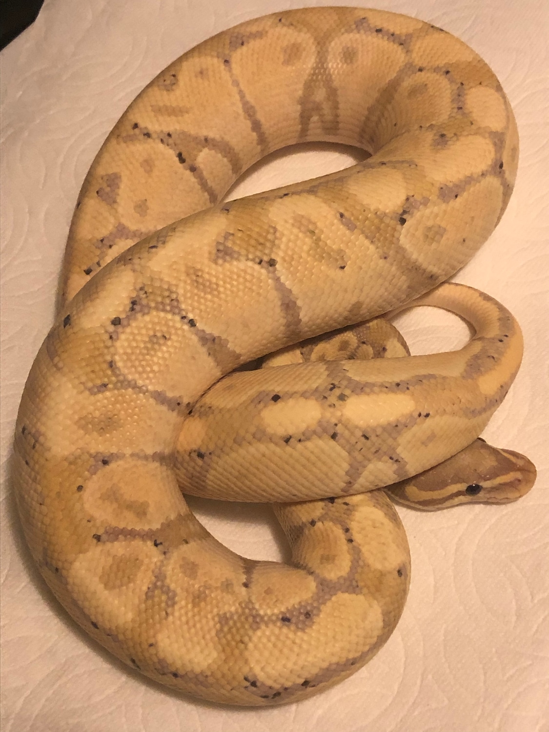 Banana Hypo Ball Python by MTgecko and Ball python MorphMarket