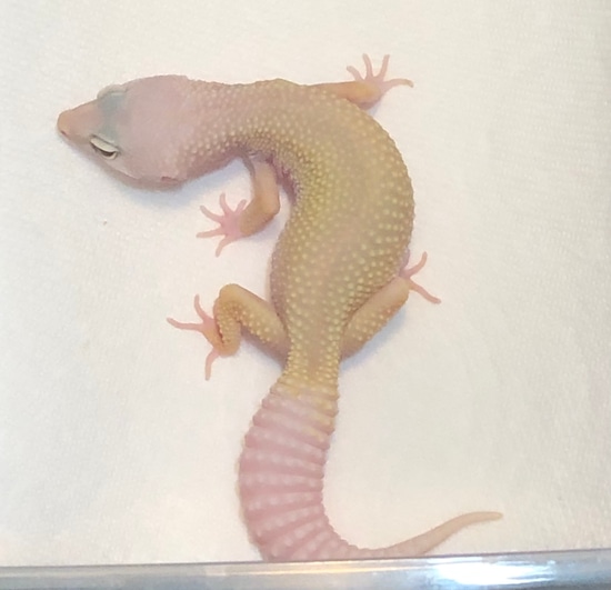 22 las vegas patternless albino snow leopard gecko by mtgecko and ball