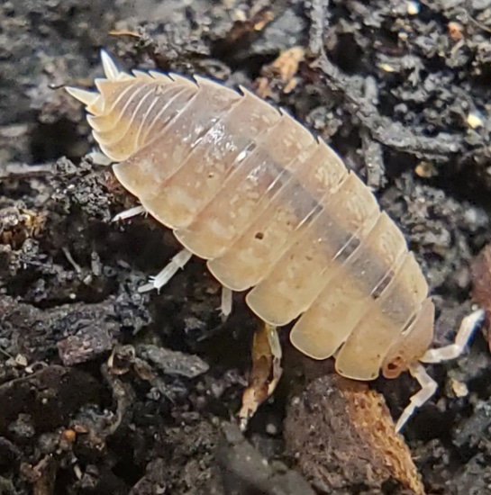 10+ Proporcellio Sp. Tarragona Isopod by Shield Wall Exotics