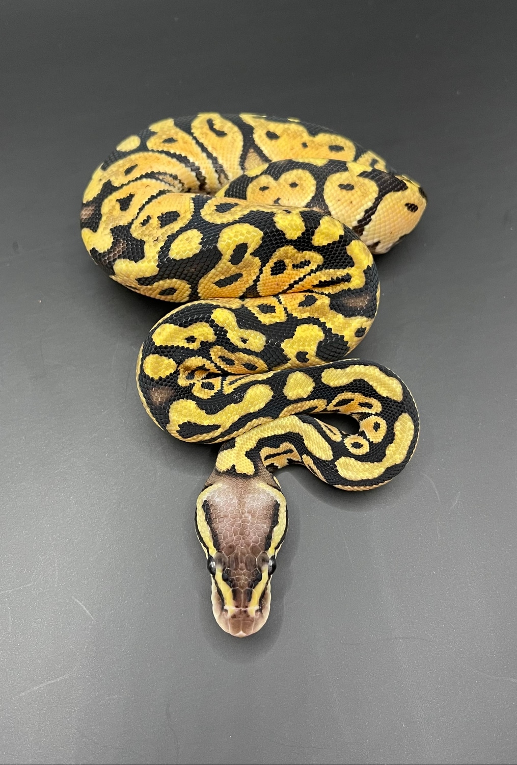 Pastel 100 Het Orange Ghost Ball Python by Inked Lady Morphs MorphMarket