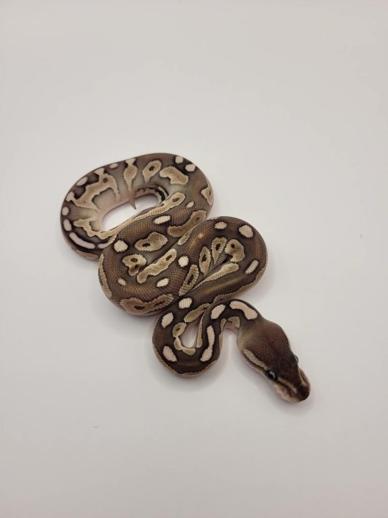 Cinnamon Lesser Ball Python by Inked Lady Morphs - MorphMarket