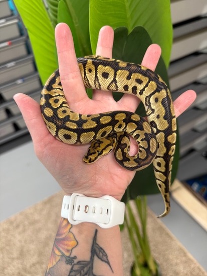Spotnose Clown Ball Python by Inked Lady Morphs