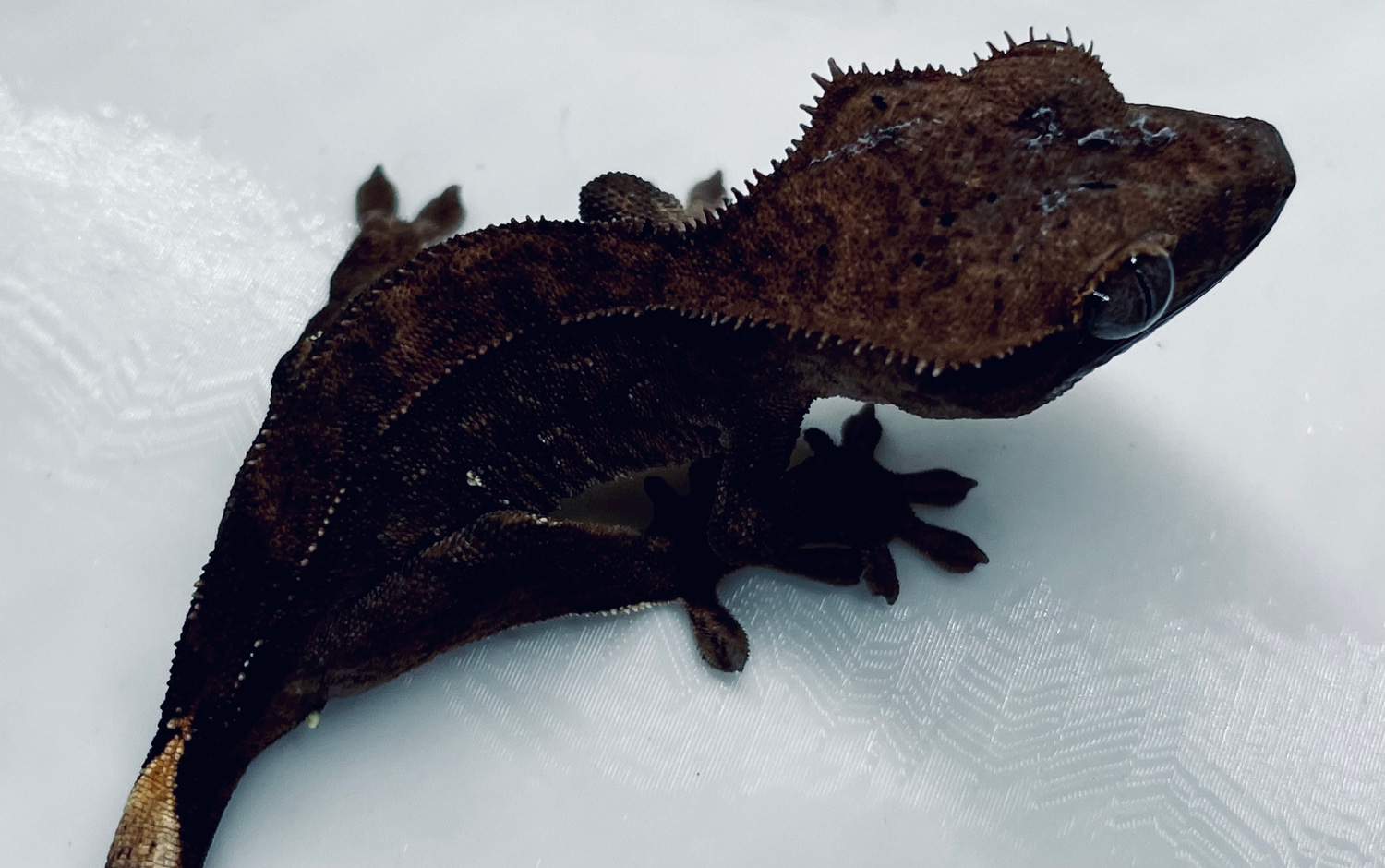 DARK Lines (Holdback Release) Crested Gecko by Jurassic Arch MorphMarket