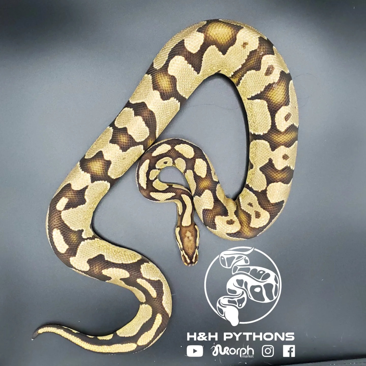 Enchi Fire Ball Python by H&H Pythons - MorphMarket