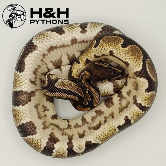 Mocha Ball Python by H&H Pythons