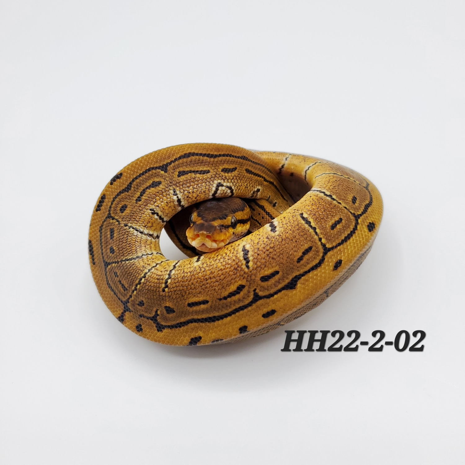 Pinstripe Ball Python by H&H Pythons - MorphMarket