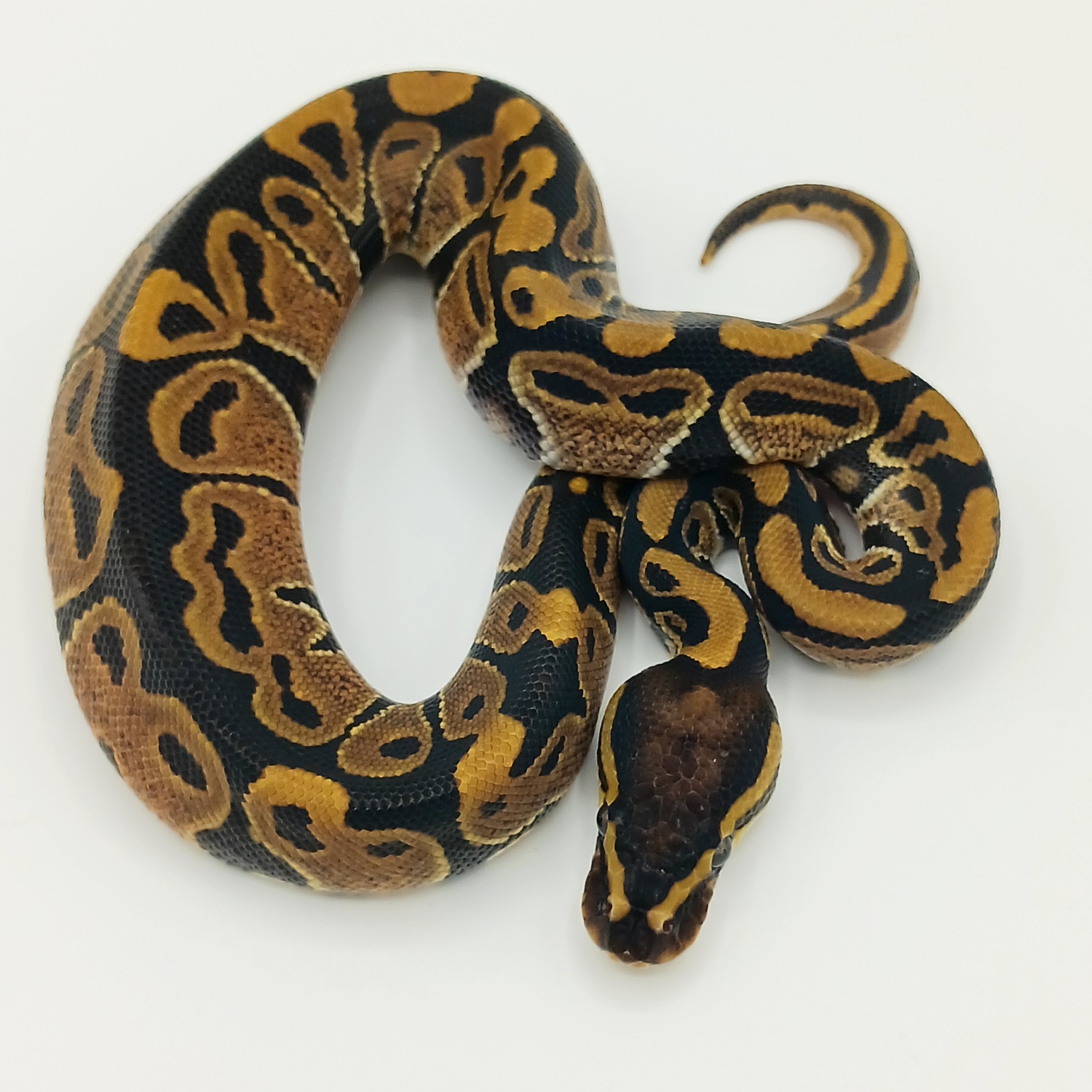 Normal Ball Python by H&H Pythons - MorphMarket