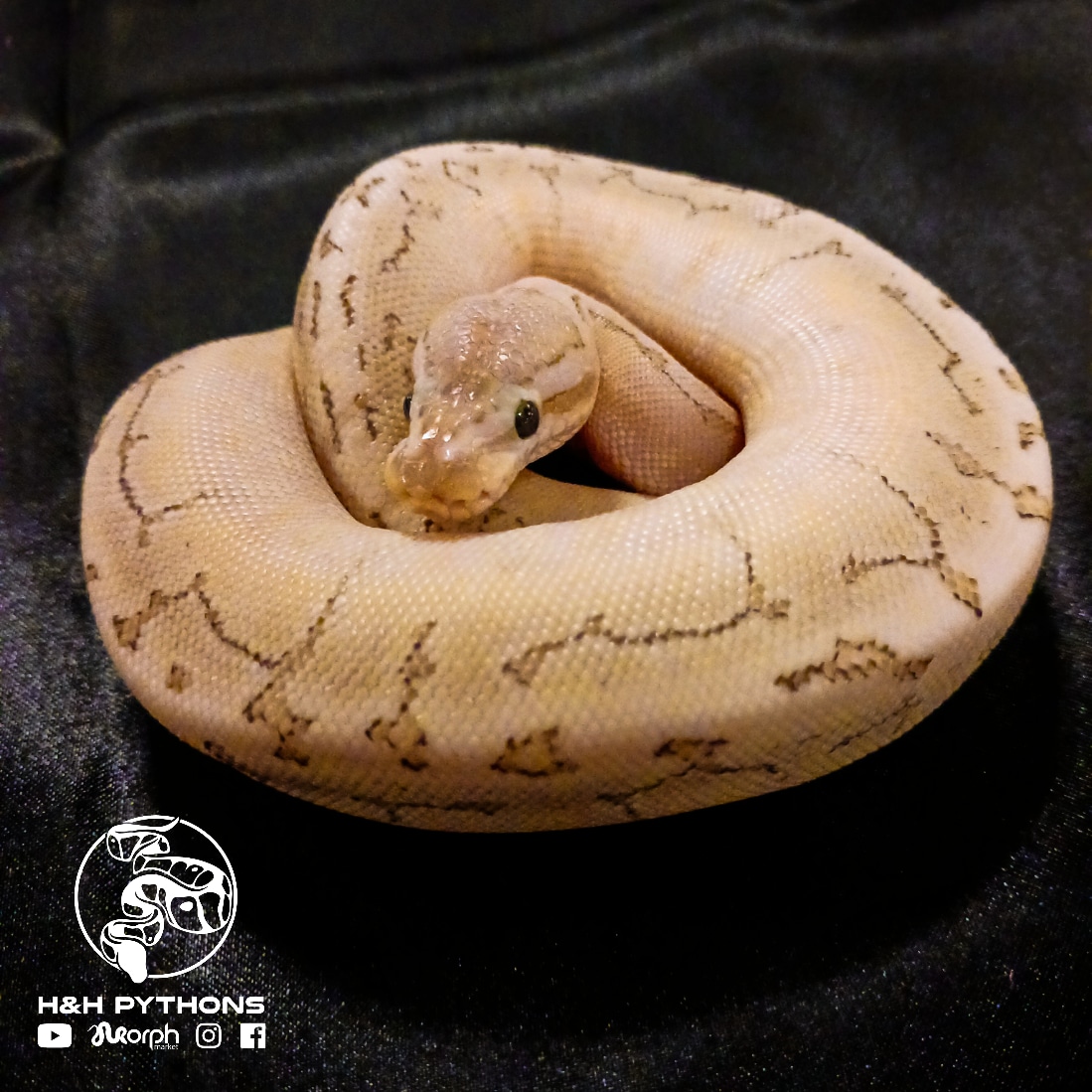 Bamboo Fire Pinstripe Ball Python by H&H Pythons - MorphMarket