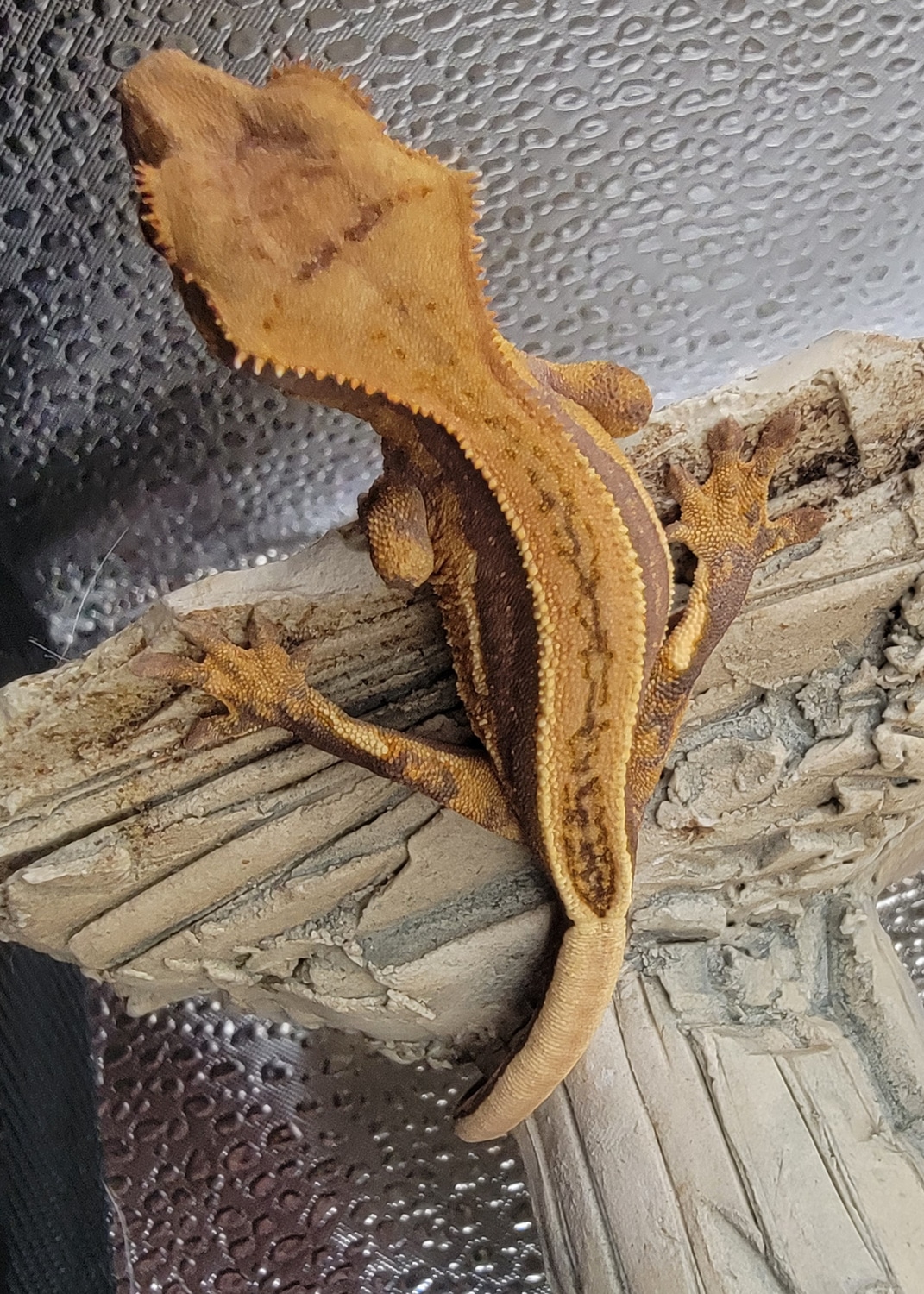 Lavender Orange/cream Harlequin Quad Stripe Crested Gecko by