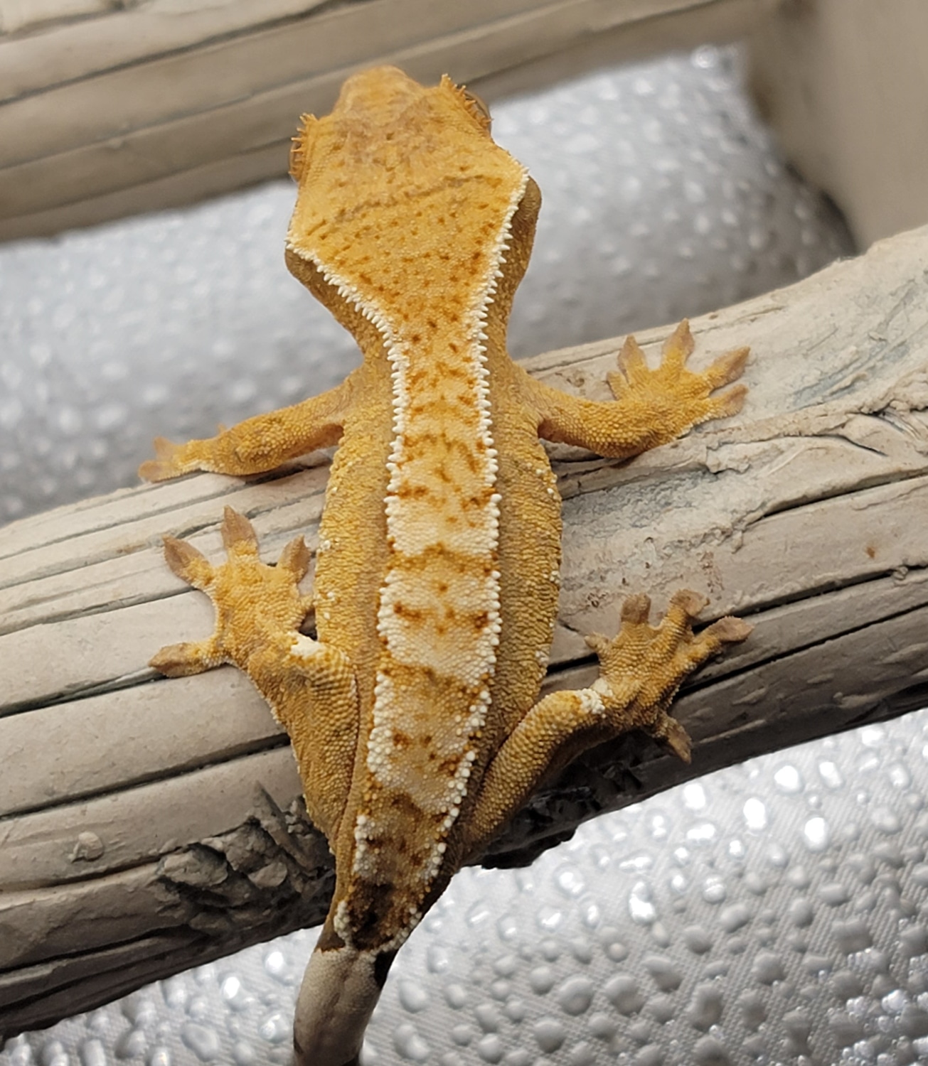 Beautiful Creamsicle Pinstripe Crested Gecko by Crested Geckos