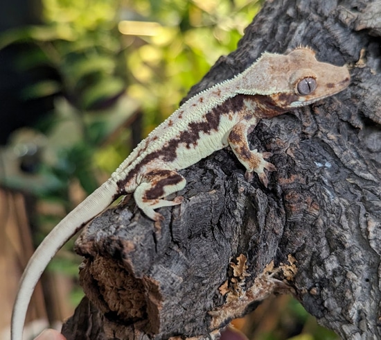 High Coverage DARK LW "Jagwar" Crested Gecko by Kate's Colorful Cresteds