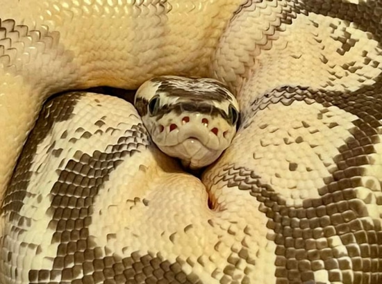 Enchi, Orange Dream, Pastel, Fire Ball Python by Coffin’s Critters