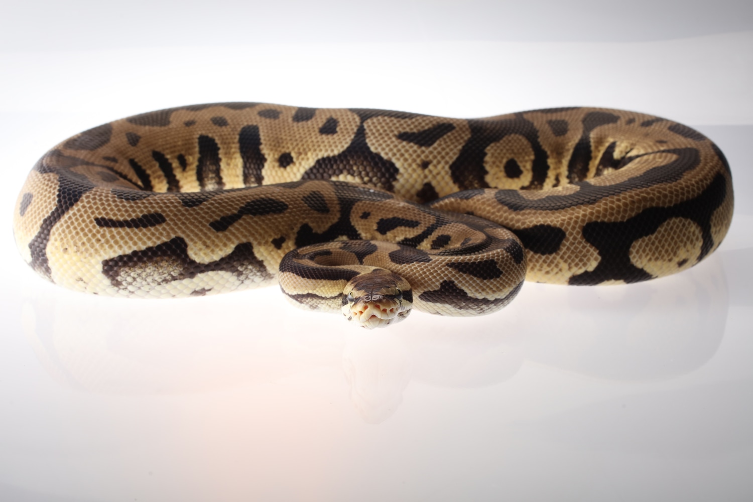 Pastel Leopard Ball Python by Rose Reptiles - MorphMarket