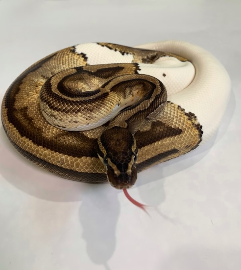 Pied Ball Python by Rose Reptiles
