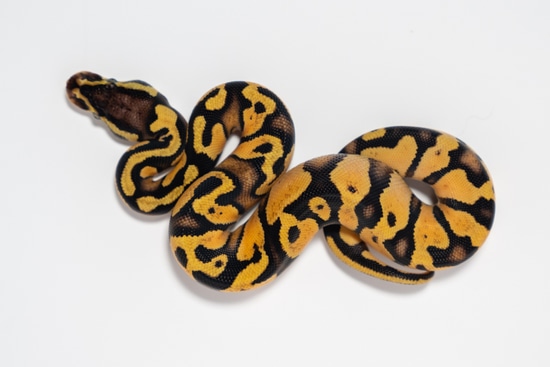 Pastel Orange Dream Het Pied Ball Python by Rose Reptiles