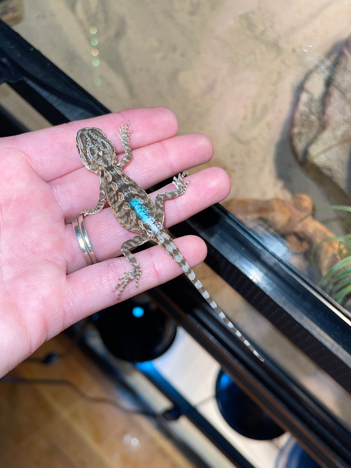 Light Bearded Dragon Central Bearded Dragon by Id_reptiles MorphMarket