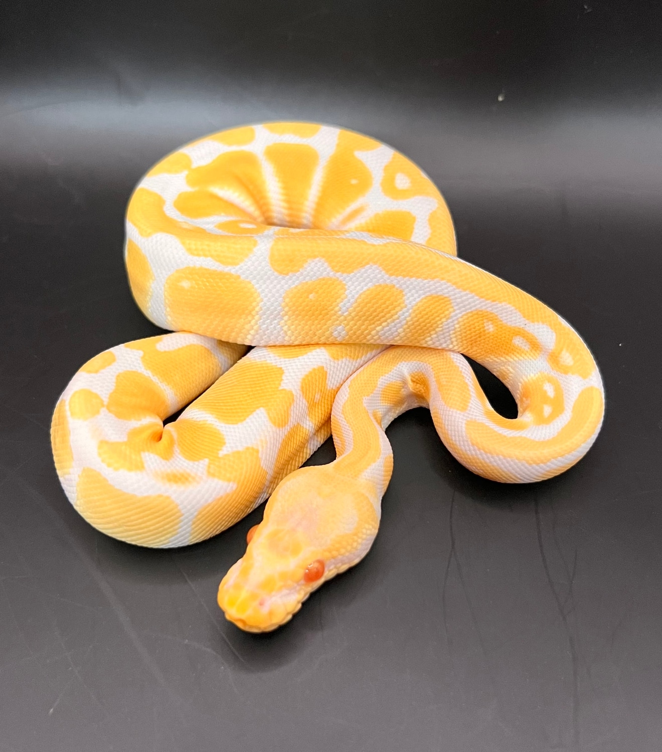 Albino Ball Python by Katastrophic.reptiles - MorphMarket