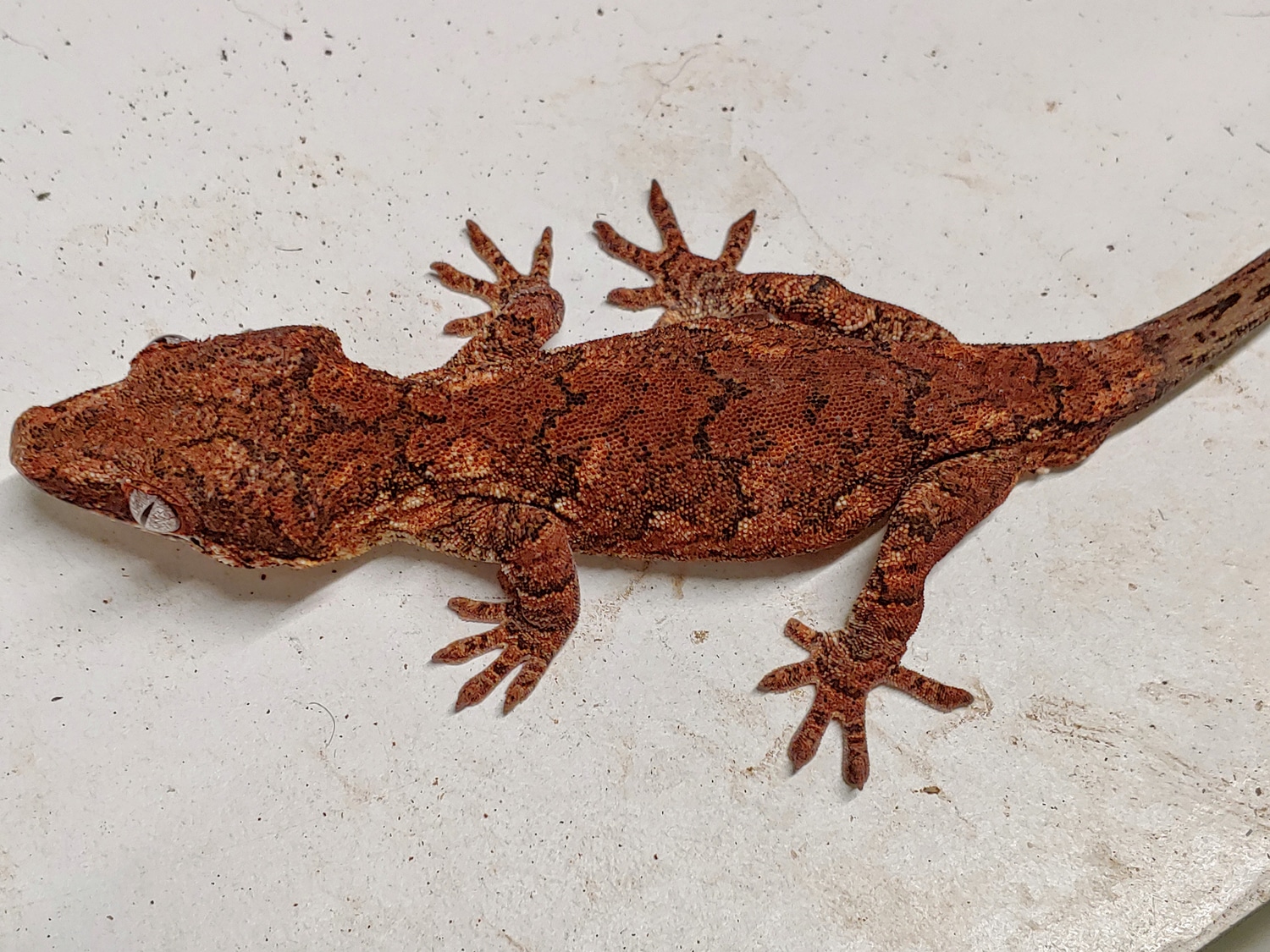 High Red Based Banded Retic, Possible Phantom Eye Gargoyle