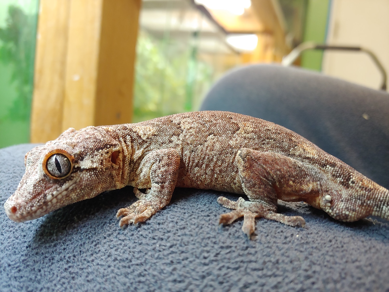 Last Reduction... Adult Phantom Eye Red Based Retic! Gargoyle Gecko by